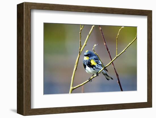 The Audubon's Warbler Is a Small New World Warbler-Richard Wright-Framed Photographic Print