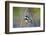 The Audubon's Warbler Is a Small New World Warbler-Richard Wright-Framed Photographic Print