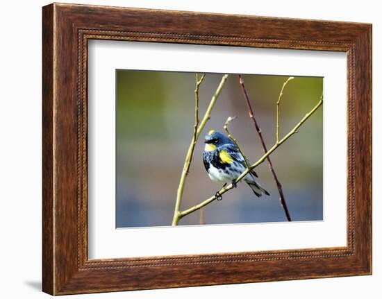 The Audubon's Warbler Is a Small New World Warbler-Richard Wright-Framed Photographic Print