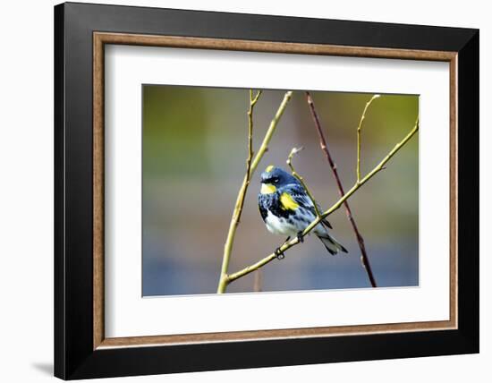 The Audubon's Warbler Is a Small New World Warbler-Richard Wright-Framed Photographic Print