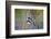 The Audubon's Warbler Is a Small New World Warbler-Richard Wright-Framed Photographic Print