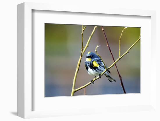 The Audubon's Warbler Is a Small New World Warbler-Richard Wright-Framed Photographic Print