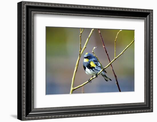 The Audubon's Warbler Is a Small New World Warbler-Richard Wright-Framed Photographic Print