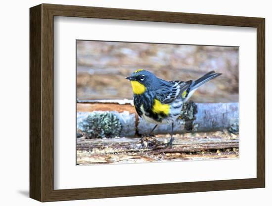 The Audubon's Warbler Is a Small New World Warbler-Richard Wright-Framed Photographic Print