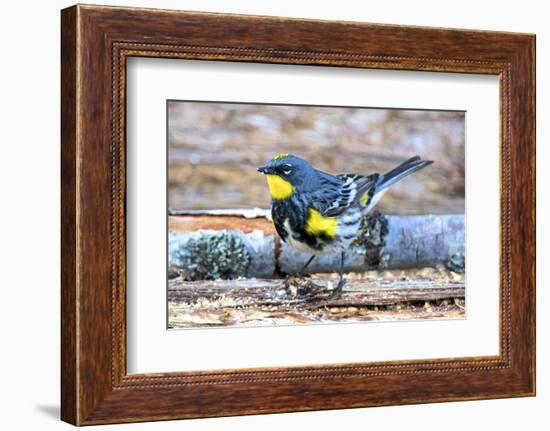 The Audubon's Warbler Is a Small New World Warbler-Richard Wright-Framed Photographic Print