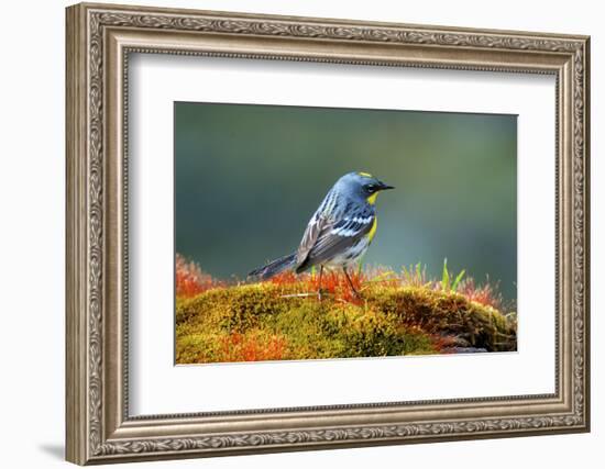 The Audubon's Warbler-Richard Wright-Framed Photographic Print