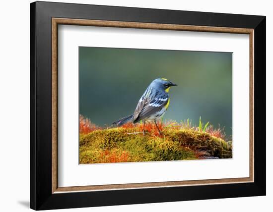 The Audubon's Warbler-Richard Wright-Framed Photographic Print