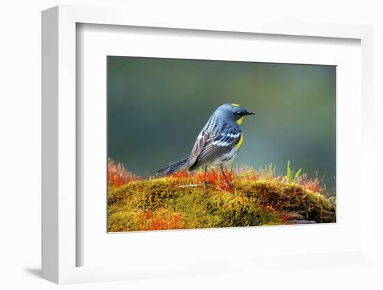 The Audubon's Warbler-Richard Wright-Framed Photographic Print