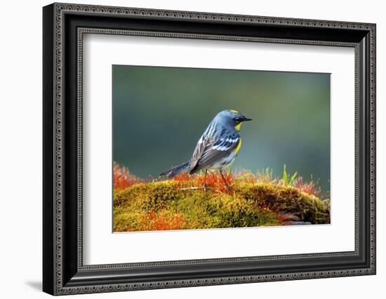 The Audubon's Warbler-Richard Wright-Framed Photographic Print