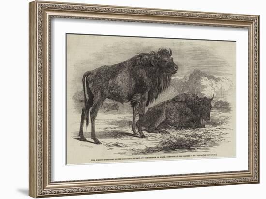 The Aurochs Presented to the Zoological Society, by the Emperor of Russia-Harrison William Weir-Framed Giclee Print