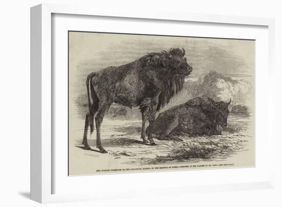 The Aurochs Presented to the Zoological Society, by the Emperor of Russia-Harrison William Weir-Framed Giclee Print