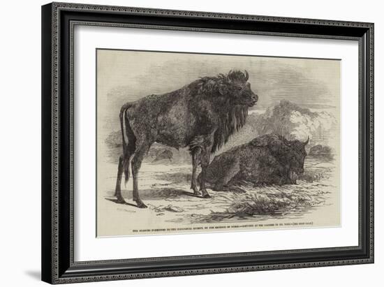 The Aurochs Presented to the Zoological Society, by the Emperor of Russia-Harrison William Weir-Framed Giclee Print