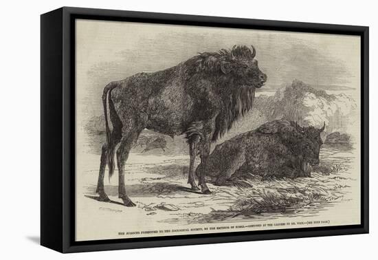 The Aurochs Presented to the Zoological Society, by the Emperor of Russia-Harrison William Weir-Framed Premier Image Canvas