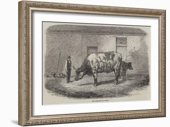 The Australian Ox Tooran-Thomas Harrington Wilson-Framed Giclee Print