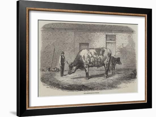 The Australian Ox Tooran-Thomas Harrington Wilson-Framed Giclee Print