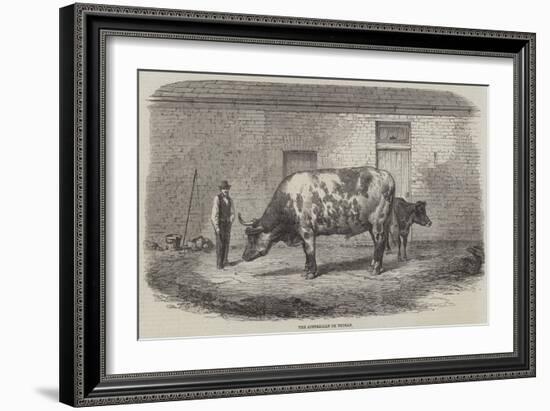 The Australian Ox Tooran-Thomas Harrington Wilson-Framed Giclee Print