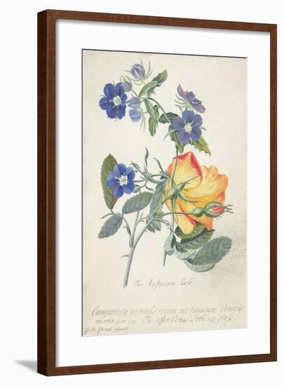 The Austrian Rose, Intertwined Spray of the Two Seperate Species-Georg Dionysius Ehret-Framed Giclee Print