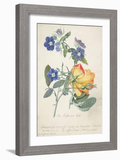 The Austrian Rose, Intertwined Spray of the Two Seperate Species-Georg Dionysius Ehret-Framed Giclee Print