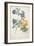 The Austrian Rose, Intertwined Spray of the Two Seperate Species-Georg Dionysius Ehret-Framed Giclee Print