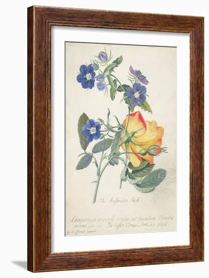 The Austrian Rose, Intertwined Spray of the Two Seperate Species-Georg Dionysius Ehret-Framed Giclee Print