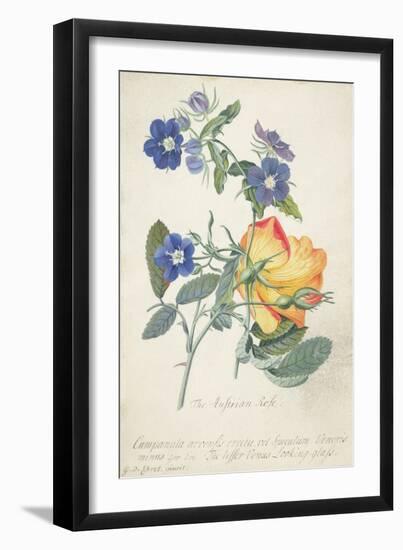 The Austrian Rose, Intertwined Spray of the Two Seperate Species-Georg Dionysius Ehret-Framed Giclee Print