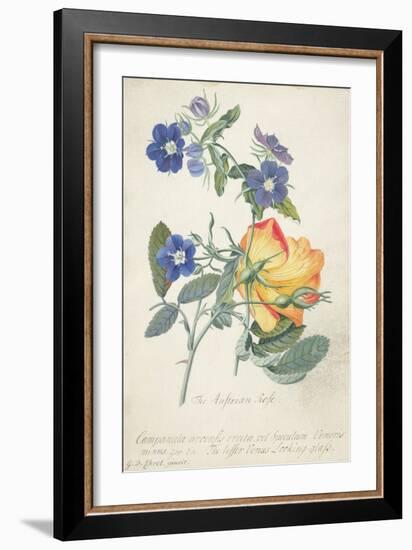 The Austrian Rose, Intertwined Spray of the Two Seperate Species-Georg Dionysius Ehret-Framed Giclee Print