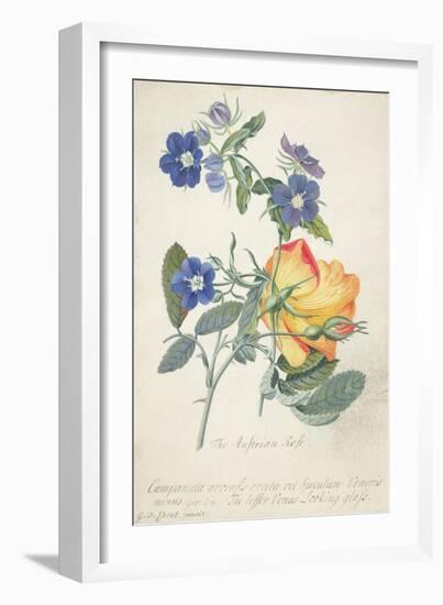 The Austrian Rose, Intertwined Spray of the Two Seperate Species-Georg Dionysius Ehret-Framed Giclee Print