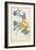 The Austrian Rose, Intertwined Spray of the Two Seperate Species-Georg Dionysius Ehret-Framed Giclee Print