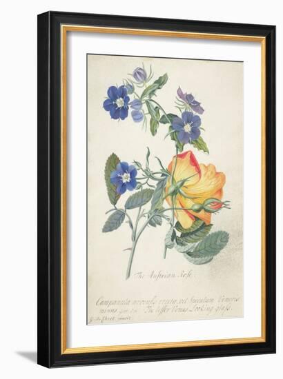 The Austrian Rose, Intertwined Spray of the Two Seperate Species-Georg Dionysius Ehret-Framed Giclee Print