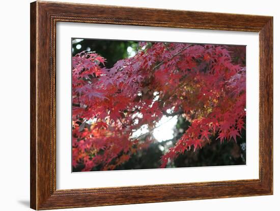 The Autumnal Leaves Which Shine Crimson-Ryuji Adachi-Framed Photographic Print