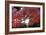 The Autumnal Leaves Which Shine Crimson-Ryuji Adachi-Framed Photographic Print