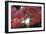 The Autumnal Leaves Which Shine Crimson-Ryuji Adachi-Framed Photographic Print