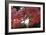 The Autumnal Leaves Which Shine Crimson-Ryuji Adachi-Framed Photographic Print