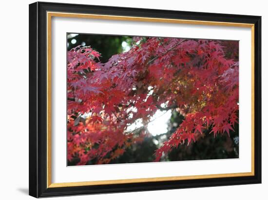 The Autumnal Leaves Which Shine Crimson-Ryuji Adachi-Framed Photographic Print