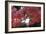 The Autumnal Leaves Which Shine Crimson-Ryuji Adachi-Framed Photographic Print