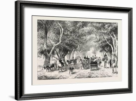 The Avenue at Shoobra, Egypt, 1879-null-Framed Giclee Print