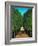 The Avenue in the Park at Saint Cloud-Henri Rousseau-Framed Giclee Print