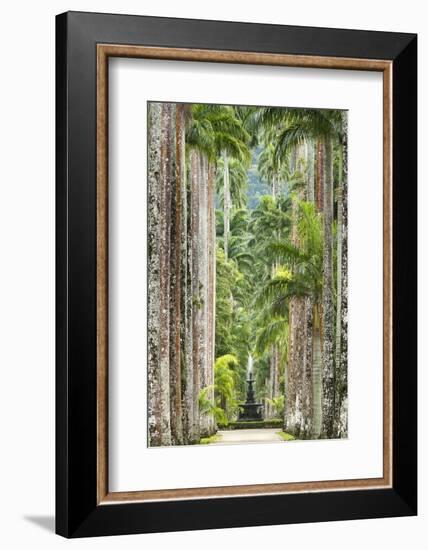 The Avenue of Royal Palms, Rio De Janeiro Botanical Garden.-Jon Hicks-Framed Photographic Print