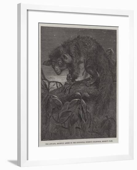 The Aye-Aye, Recently Added to the Zoological Society's Collection, Regent's Park-null-Framed Giclee Print