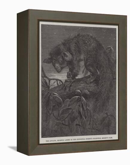 The Aye-Aye, Recently Added to the Zoological Society's Collection, Regent's Park-null-Framed Premier Image Canvas