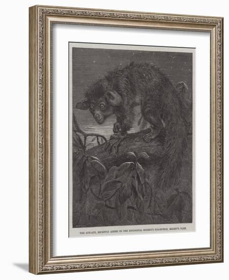 The Aye-Aye, Recently Added to the Zoological Society's Collection, Regent's Park-null-Framed Giclee Print