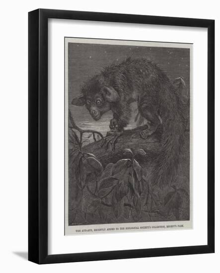 The Aye-Aye, Recently Added to the Zoological Society's Collection, Regent's Park-null-Framed Giclee Print