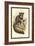 The Aye-Aye-Sir William Jardine-Framed Art Print