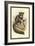 The Aye-Aye-Sir William Jardine-Framed Art Print