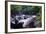 The Babinda Boulders Is a Fast-Flowing River Surrounded by Smooth Boulders, Queensland, Australia-Paul Dymond-Framed Photographic Print