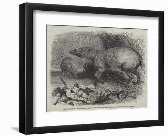 The Babirussa, Recently Added to the Zoological Society's Gardens, Regent's Park-Johann Baptist Zwecker-Framed Giclee Print