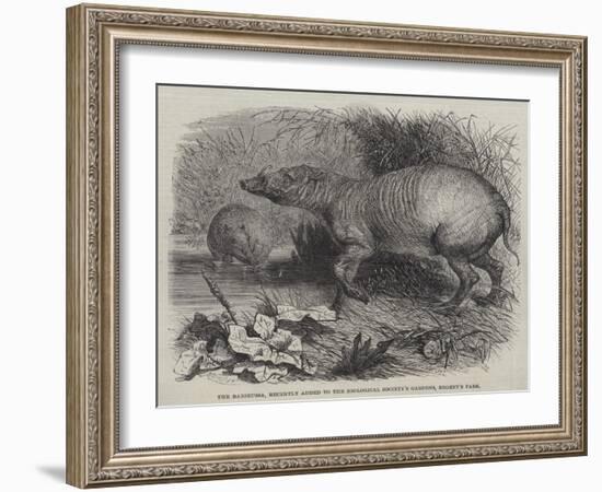 The Babirussa, Recently Added to the Zoological Society's Gardens, Regent's Park-Johann Baptist Zwecker-Framed Giclee Print