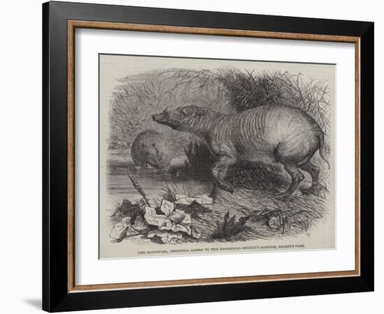 The Babirussa, Recently Added to the Zoological Society's Gardens, Regent's Park-Johann Baptist Zwecker-Framed Giclee Print