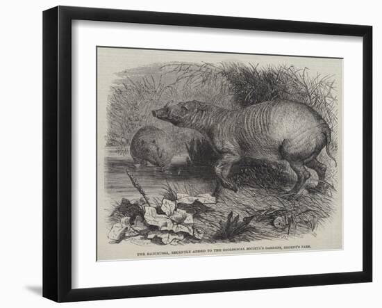 The Babirussa, Recently Added to the Zoological Society's Gardens, Regent's Park-Johann Baptist Zwecker-Framed Giclee Print