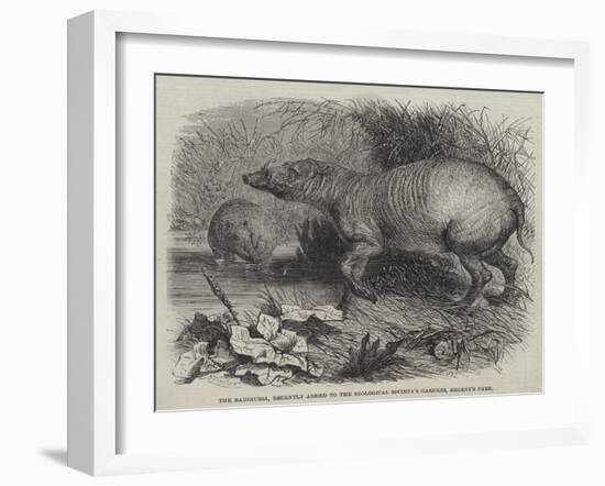 The Babirussa, Recently Added to the Zoological Society's Gardens, Regent's Park-Johann Baptist Zwecker-Framed Giclee Print